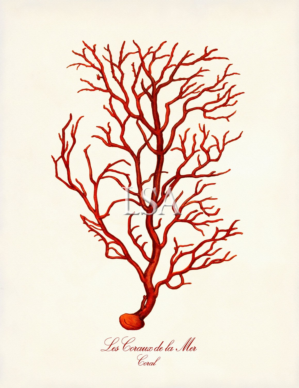 Coral Illustration