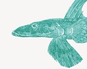 Fish Print  Recovered Vintage Illustration Nautical Decor Home