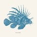 Antique Lionfish Print Pterois 1874 Restored Image Natural History