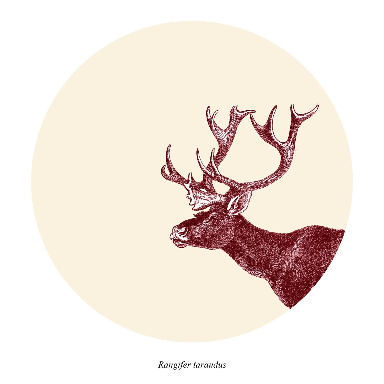 Caribou Print / Digital Print / Wall Poster Home Decor /  Reindeer Rangifer tarandus / 8 x 10
