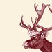 Caribou Print / Digital Print / Wall Poster Home Decor /  Reindeer Rangifer tarandus / 8 x 10