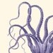 Vintage Blue Octopus Natural History Wall Decor Print