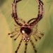 RESERVE for Alecki Artisan Lg Sterling Amethyst Garnet Gypsy Necklace FUN & FLASHY