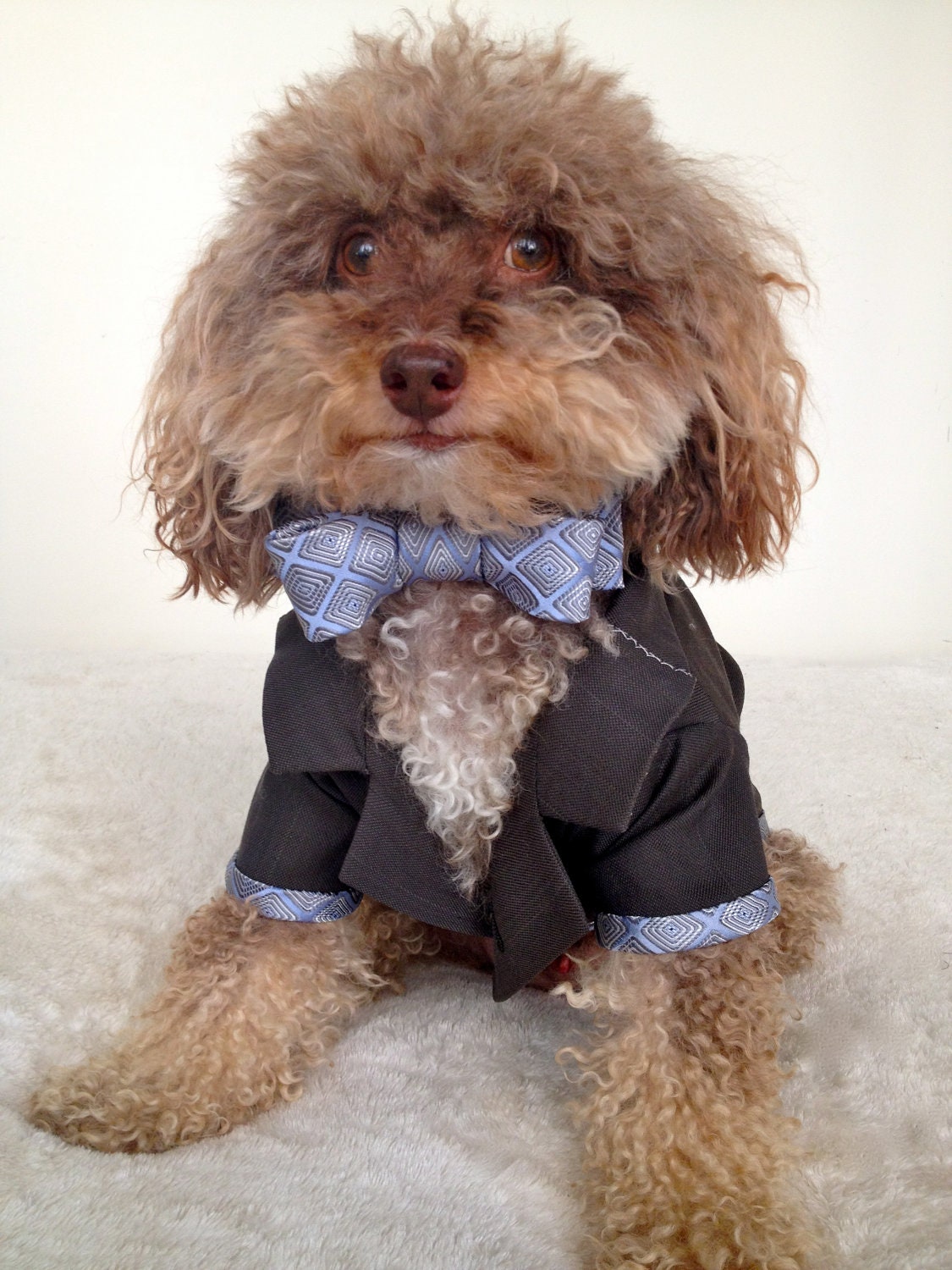 Academy Award Clothes suit upcycled into upcycled business suit for small dog.