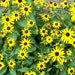 ACEO- Limited Edition - DAISIES - Black-Eyed Susans - Yellow - Green - Brown - OOAK Original