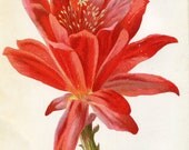 Antique Original Original Coloured Bookplate Color Book Plate Vintage Print E. Hulme Familiar Garden Flowers 1900 Cactus