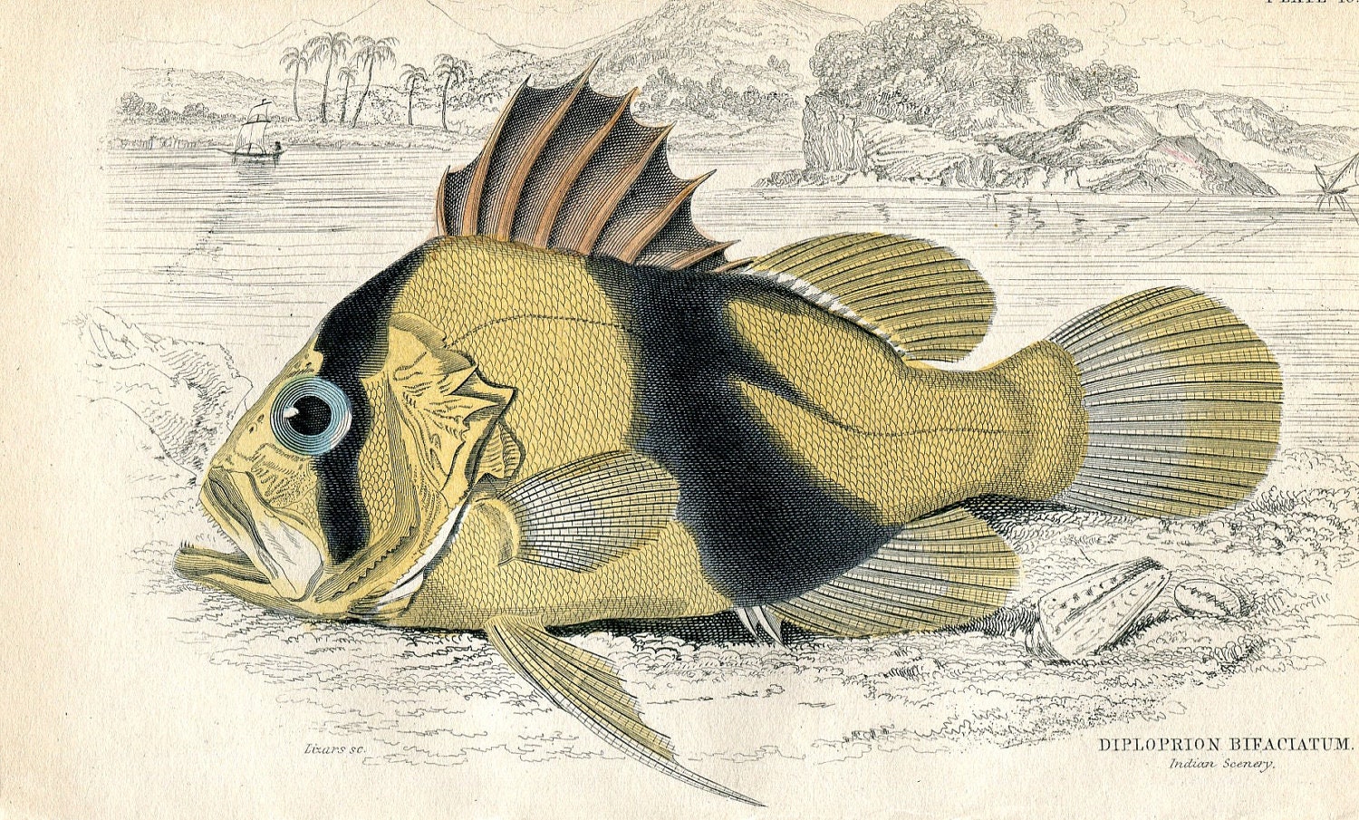SALE Antique Original Original Hand Coloured Bookplate Color Book Plate Vintage Print Steel Engraved Jardine Perch 1835 Naturalists No.10