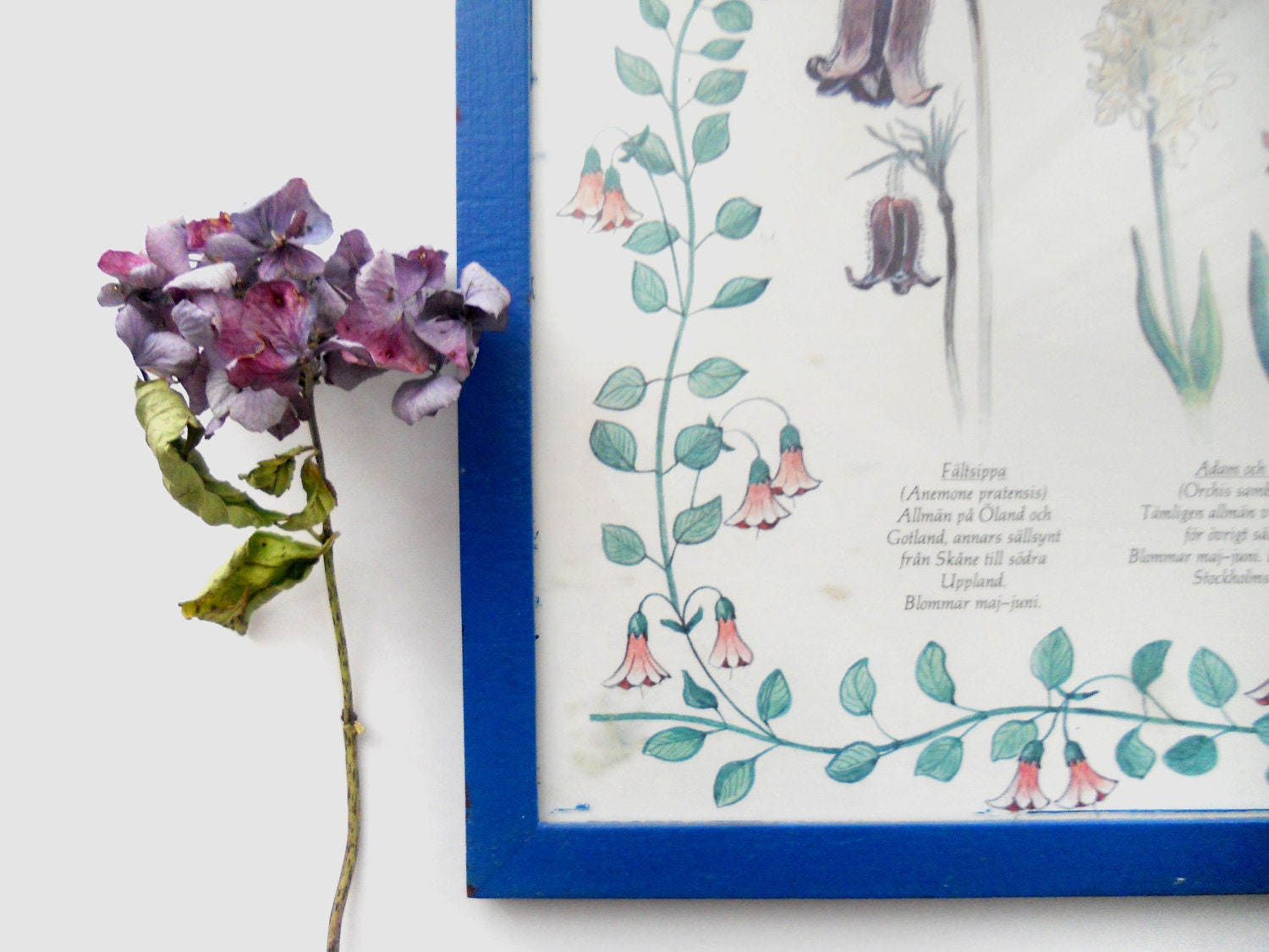 BOTANICAL art PRINT Spring Summer Garden Plant Framed print Wildflower Chart Art Ilustration Blue Yellow wall hanging