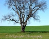 Landscape Photography - Old Tree in a Field - blue / green - 8x10 print - "It Stands Alone" - Decor - Original Art by Purposeful Photography