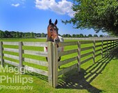Funny horse