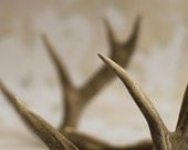 RESERVED FOR AMY - Vintage Found Deer Antlers - TheUrbanFleaMarket