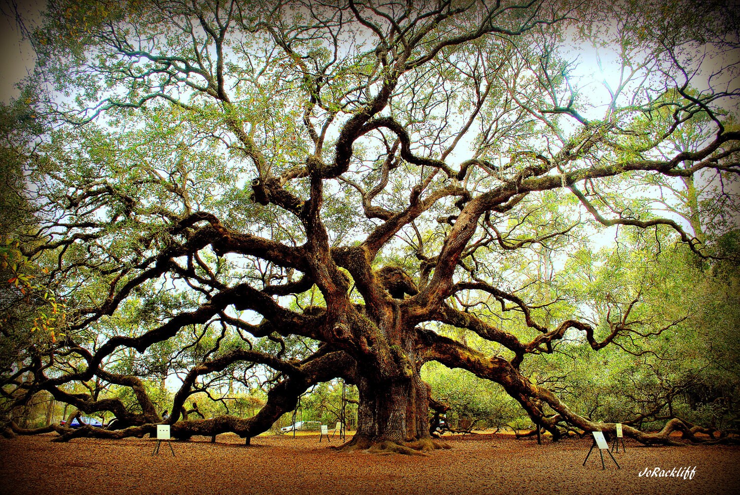 Angel Oak Sc