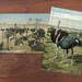 Cawston Ostrich Farm, Los Angeles, California Postcard Collection, Circa 1901-1915
