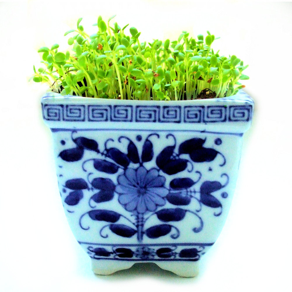 DIY Organic Microgreens Kit in Vintage Asian Cachepot Planter