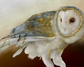 Barn Owl 12 signed fine art print 9X12 Bird Lover Gift Holiday Gift Nature Housewarming