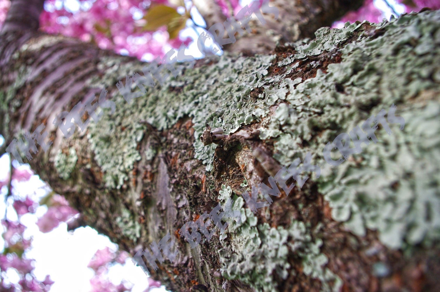 8x10 Pink Tree Covered in Algae Macro Print Taken in Warren, RI in 2011 Macro/Nature photography/Housewares/Home Decor/Photography/Flowers
