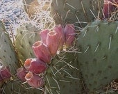 Winter Hardy Prickly Pear Cactus Pink Fruit EMERGENCY SURVIVIAL