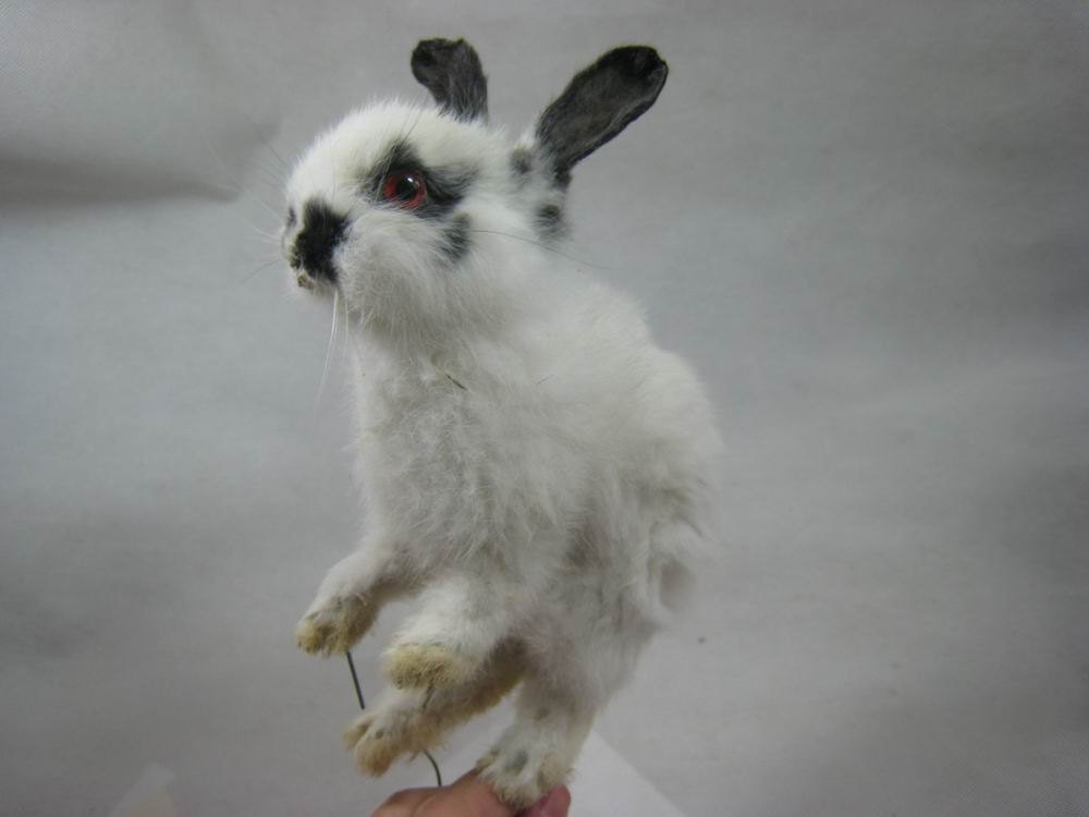 Taxidermy cute small farm animal white bunny for sale ideal Easter decoration ever