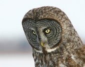 Great Grey Owl 8x10 photo print - bird of prey animal gray owl nature photography winter picture fine art home decor
