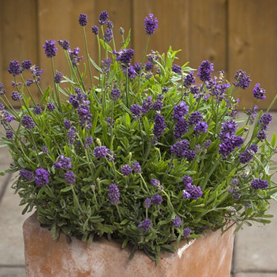 Lavender Mini Blue Dwarf English Lavender by FreshGardenLiving