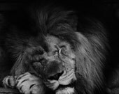 Lion photography - Fine Art Photography Print, Lion Photography, Wildlife photography, Nature Print - MoonLightDrivePrints