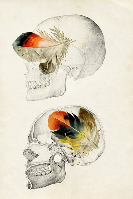 Feathers In My Head - FREE SHIPPING - Skull Bone Head Feathers Black White Cream Orange Split Cut Inside Medical Diagram Science Print