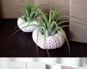 party favor // air plant // sea urchins