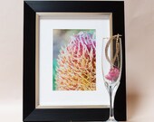 Aussie Banksia flower pink yellow nature photograph 5x7 sunset wildflower winter home decor PRINTED TO ORDER