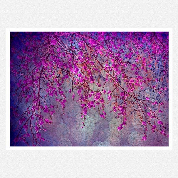 BOGO SALE, Nature Photography, purple, fuschia, tree branches, bokeh, Blossom fantasy fine art photography print 8x10 - moonlightphotography