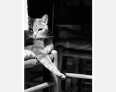 Cat Photography, black and white, Posing for Pictures fine art photography print 8x12