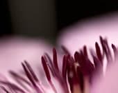 Purple flower photo - Purple Rhapsody - 8x8 Fine Art print - fall home decor
