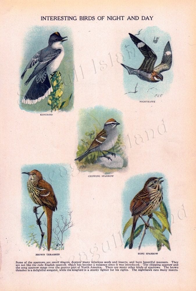 Interesting Birds of Night and Day - Vintage 1920s Children's Book Plate