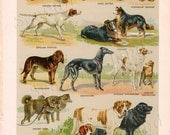 Specimens of the Most Useful Breeds of Dogs - Vintage 1920s Children's Book Plate