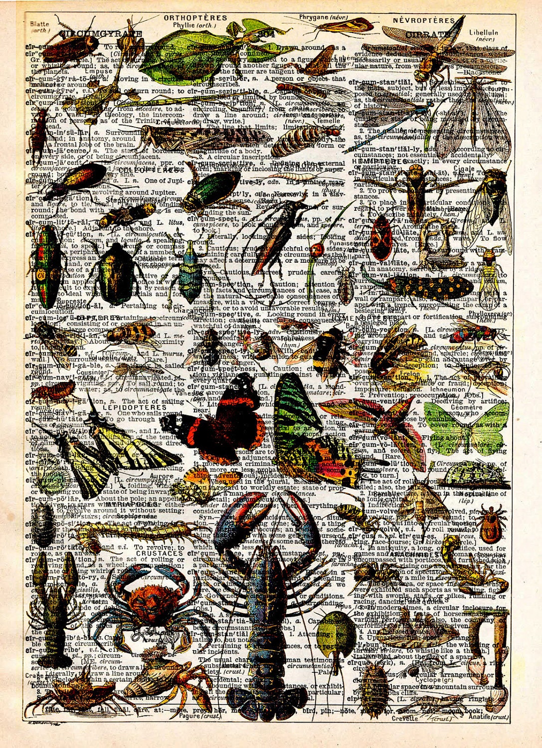 Vintage Book Print - Shellfish Lobster Bugs Insects Art - Upcycled Antique Book Print - Salvaged Book Decor - Natural History Beetle