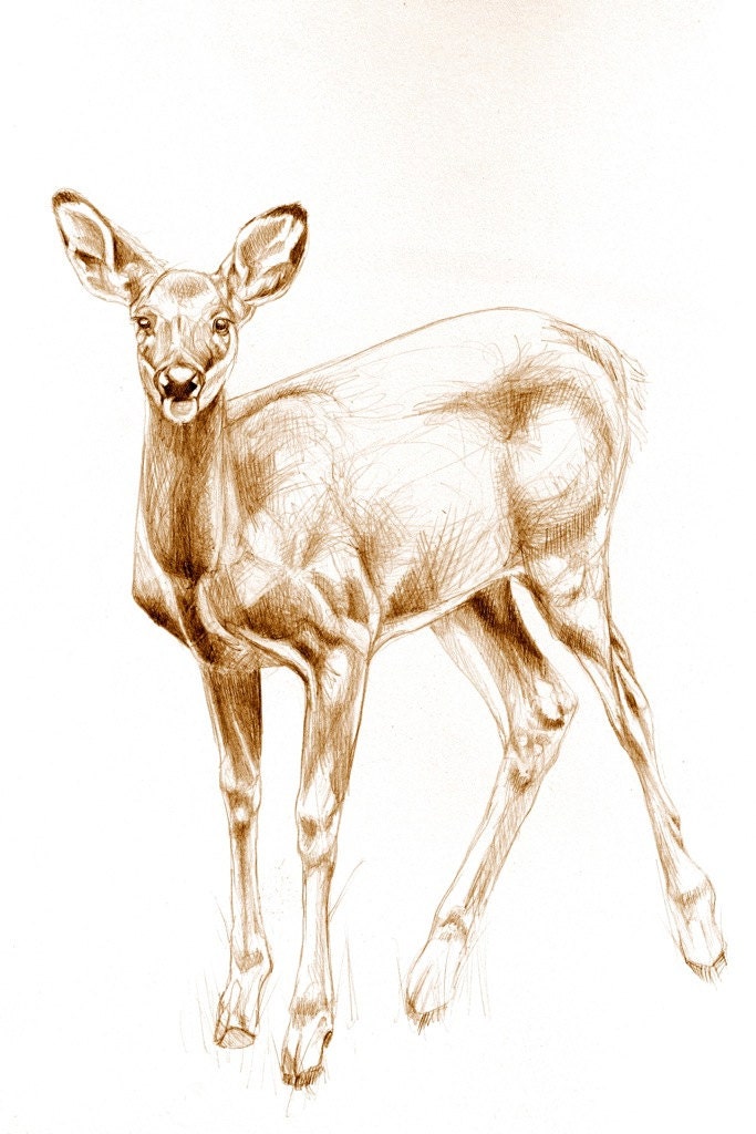 Art Print From Original DRAWING, "Deer" sepia pencil drawing. Free shipping.