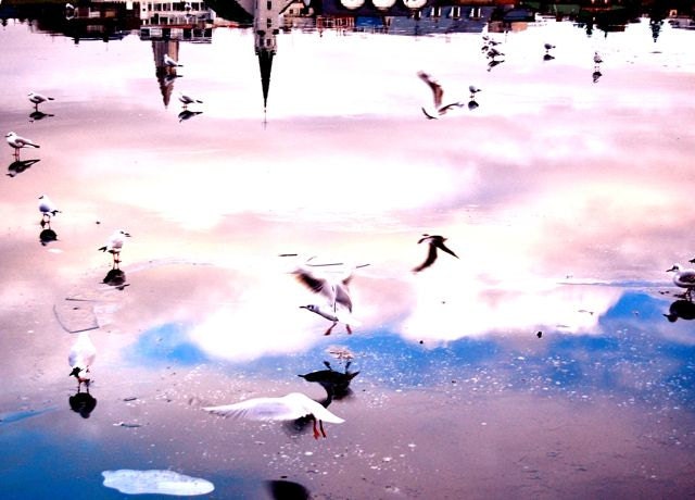 Lake Sonata - A4 Print of Winter Birds & Ice Reflections Clouds Scenery at Reykjavik City - White Winter Landscape Decor Gift