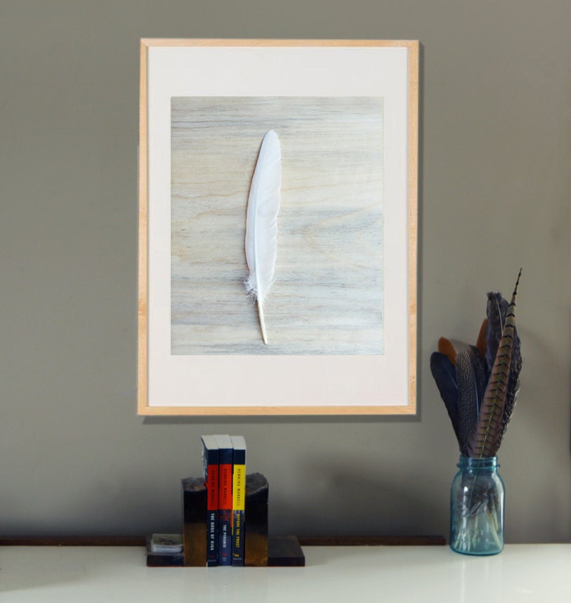 Nature Photography White Feather Wall Art on Blue Pine 11x14   Archival Photograph