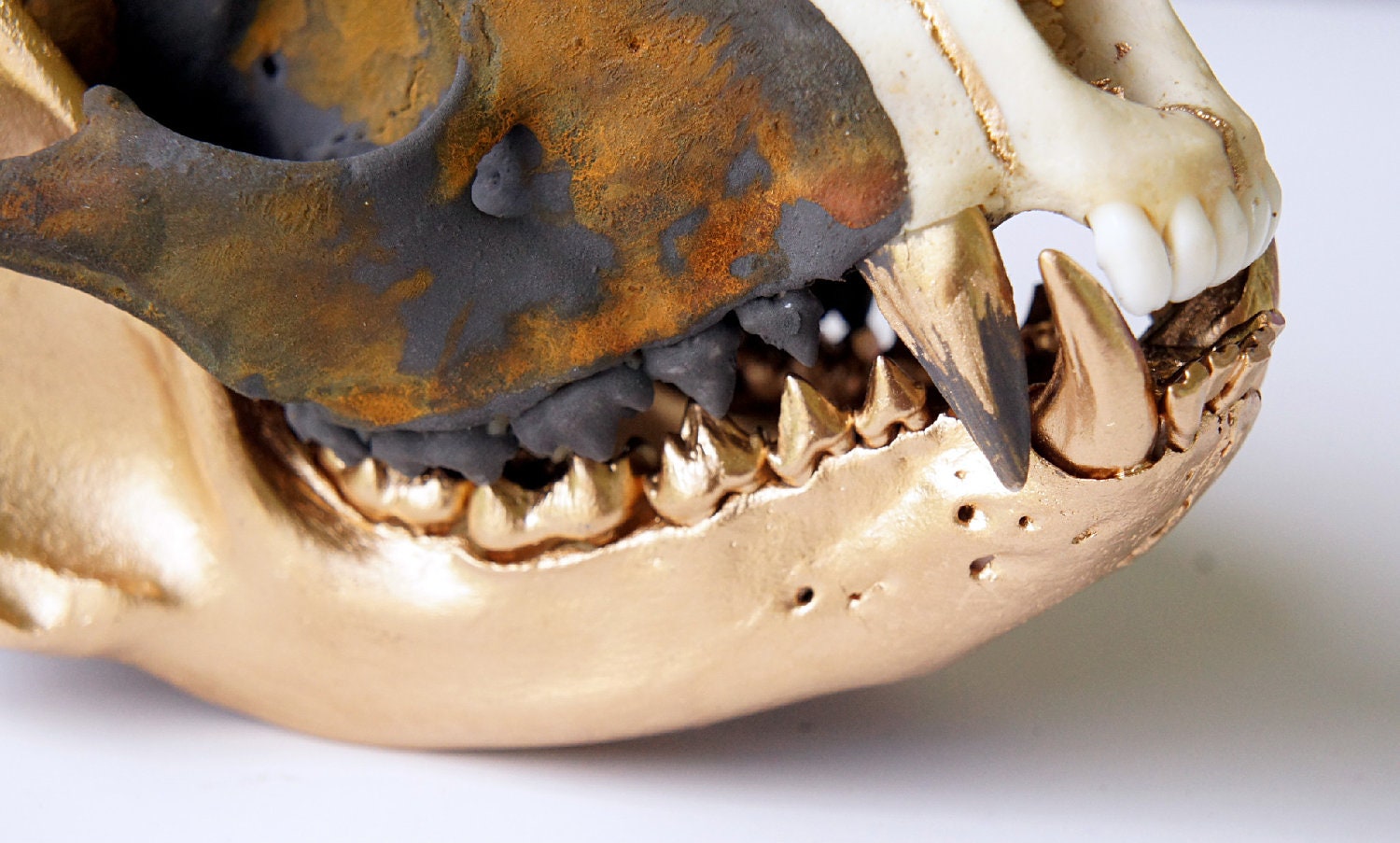 SALE Raccoon Skull Taxidermy Gold & Patina