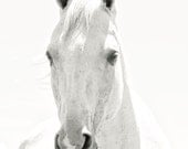 White Horse Photograph, Light Shadows Horse Photograph, White on White Art, Monochromatic Black and White Animal photograph