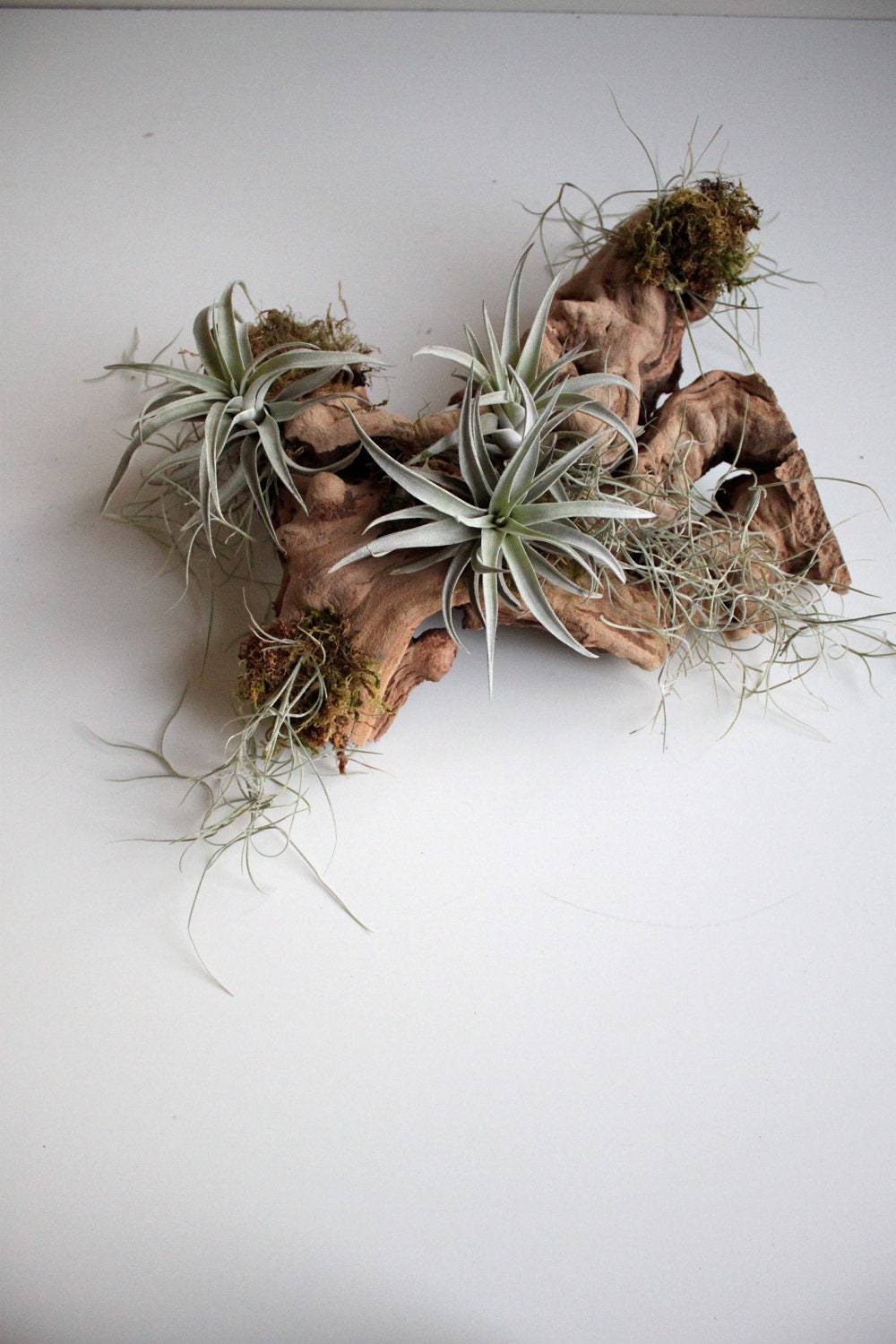 Grape Heart and Tillandsia Sculpture with Spanish Moss