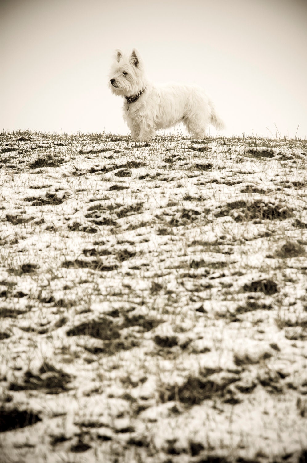 I am Crumpet 10 - Dog Photography - Westie - West Highland terrier - Wall Décor - 7x5 Print