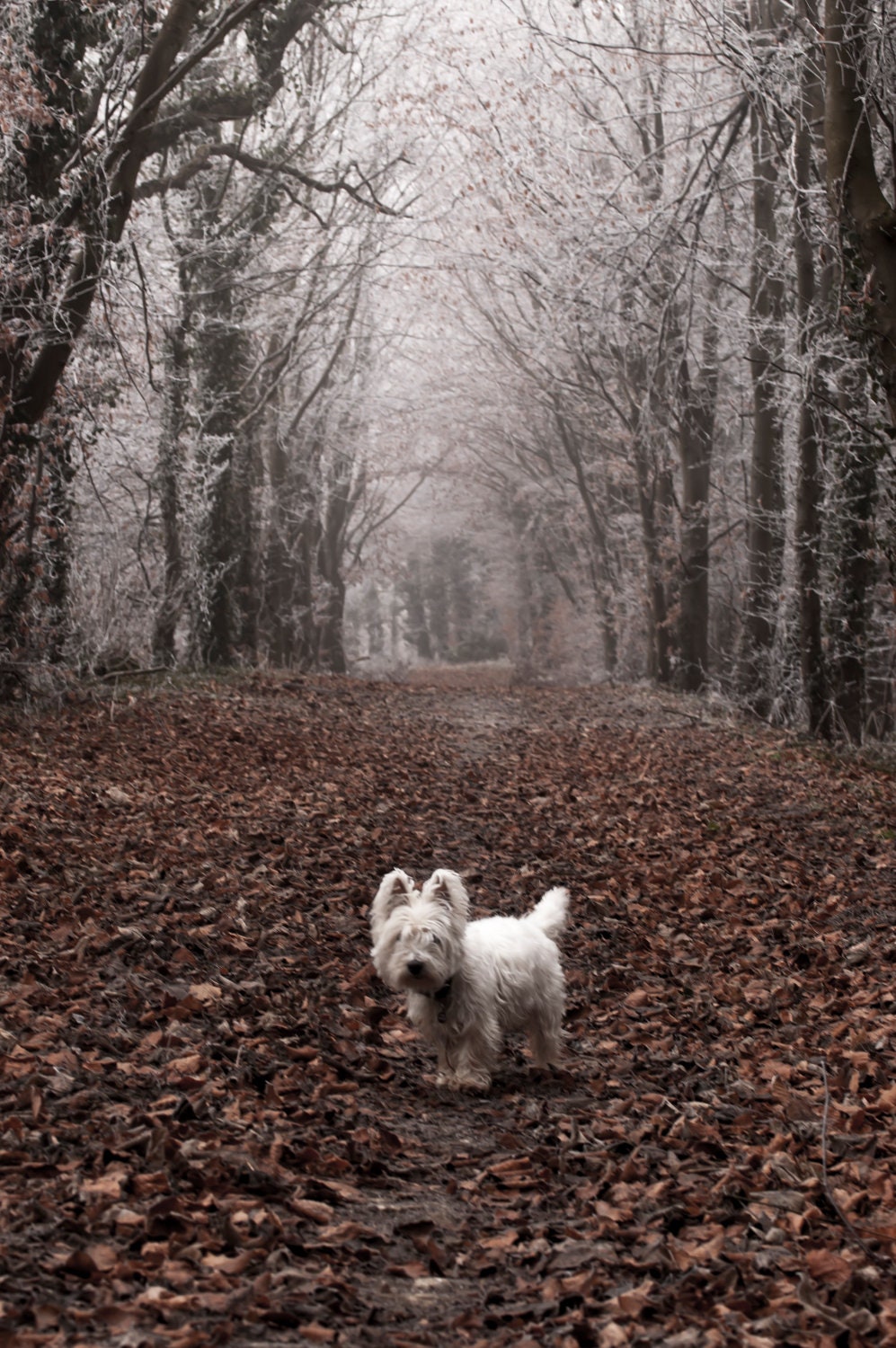 I am Crumpet 9 - Dog Photography - Westie - West Highland terrier - Wall Décor - 7x5 Print