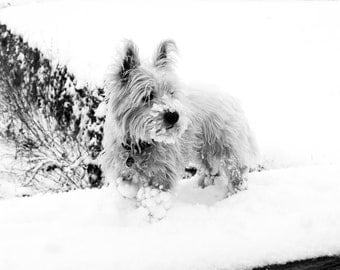I am Crumpet 13 - Dog Photography - Westie - West Highland terrier - Wall Décor - 7x5 Print