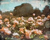 rose garden peach roses 8 x 10 PHOTO pink turquoise summer photograph