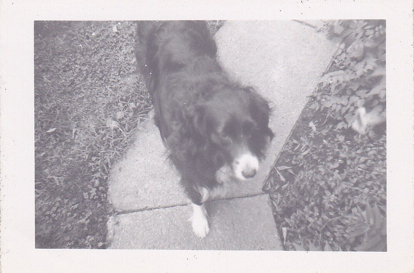 Sweet Doggy- Pet Dog Snapshot- 1950s Vintage Photograph