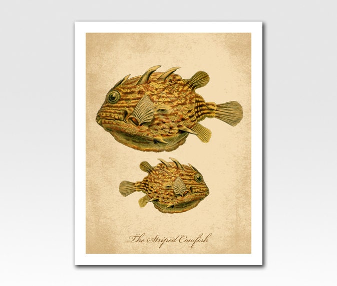 Art Print The Striped Cowfish Vintage Looking Print Home Décor A4 Print Nursery Art Original Design by Adidit Print no. 197