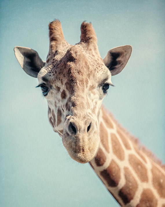 Giraffe Picture, Nursery Decor, Zoo Animals Art, Child's Room Art Cute Animal Print - Teal Aqua Beige Brown - Baby's Room Baby Gift.