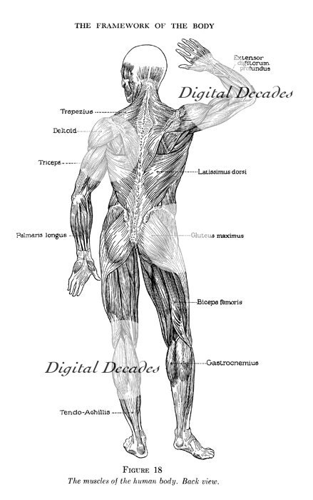 Items similar to Medical Muscle Anatomy Human Front and Back - Digital