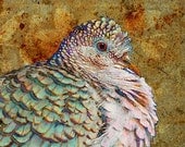 Bird Art Print - Peaceful Dove Art Print - Giclee Art Print Reproduction - Limited Edition Print - Giclee Print - Bird Print - Bird Art