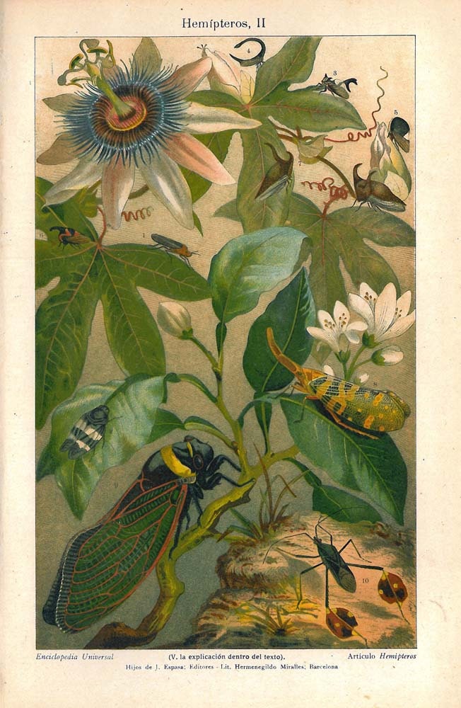 1923 Insects Print Bugs Color Lithograph Hemiptera on a Passion Flower Vine